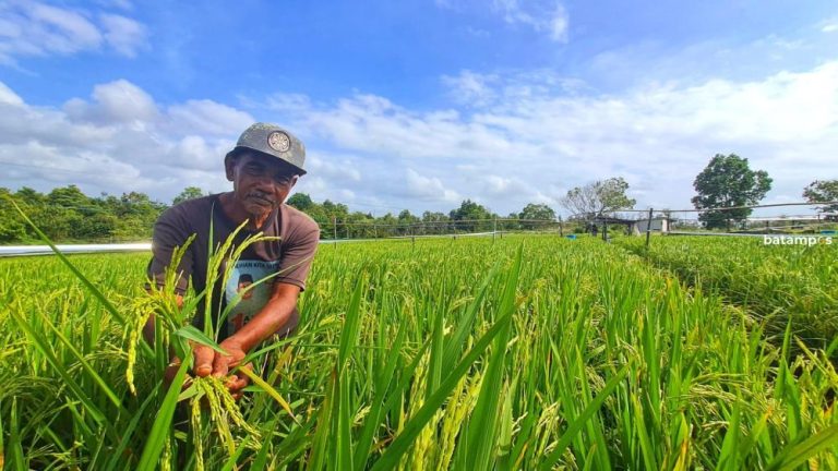 Dorong Ketahanan Pangan, Petani Bintan Utara Tanam Padi Gogo di Lahan 1 Hektare