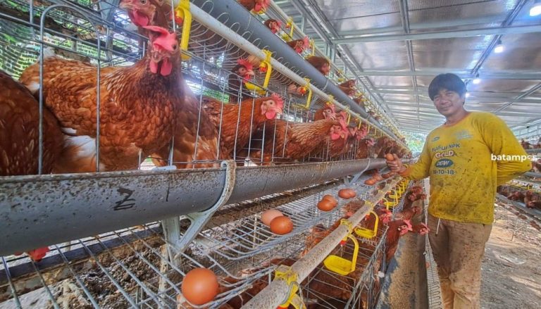 Peternak di Bintan Pasok Ribuan Telur Tiap Pekan untuk MBG