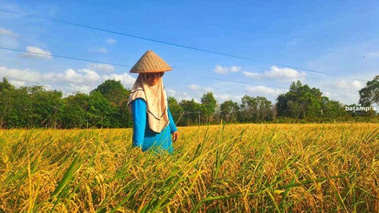 Panen Perdana Padi Gogo di Bintan Utara Targetkan 5 Ton dari Lahan 1 Hektare