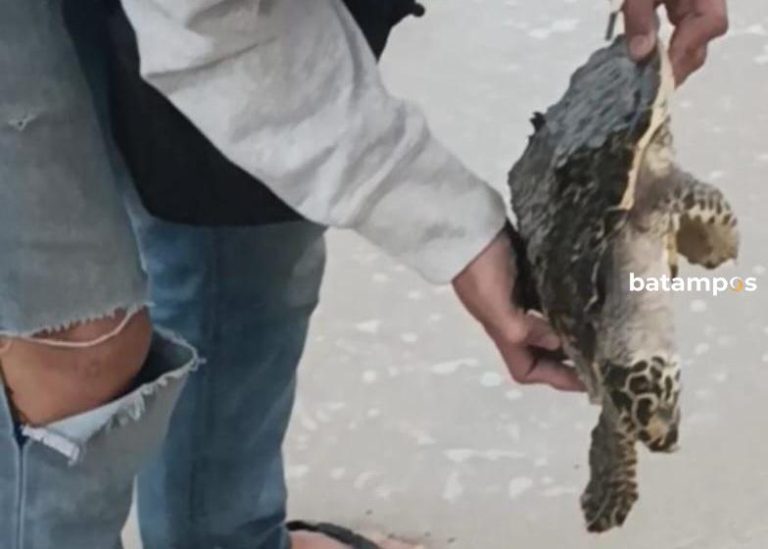 Musim Angin Utara, Penyu Sisik Mati Terdampar di Pantai Senggiling Bintan