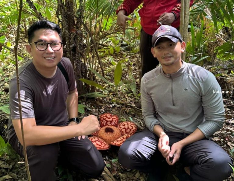 Bunga Langka Rafflesia Hasseltii Mekar di Anambas, Polhut Awasi