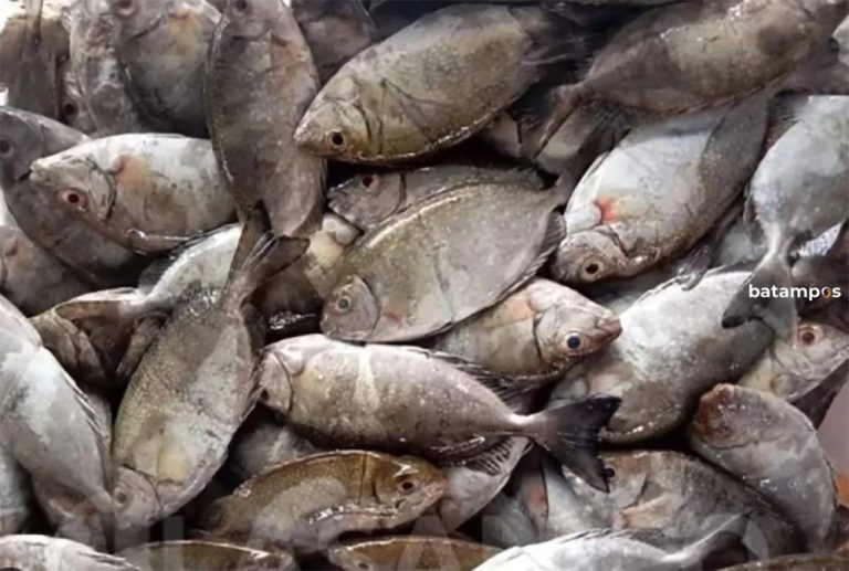 Ketahui 5 Cara Olah Ikan Dingkis yang Bikin Imlek Makin Berkah