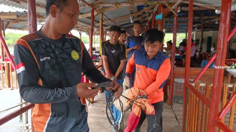 Buaya Berkeliaran di dekat Rumah Makan Apung Teluk Bintan, Warga Diminta Waspada