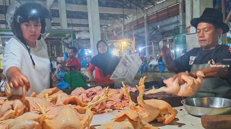 Pasokan Ayam di Tanjungpinang-Bintan Aman hingga Lebaran
