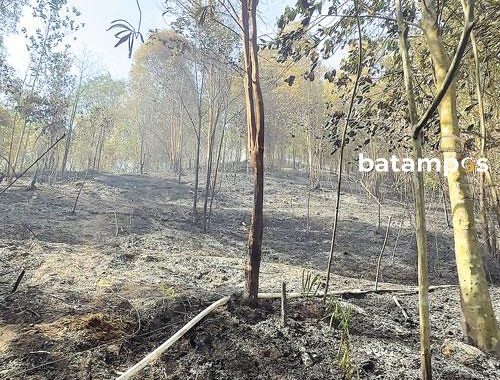 Kebakaran Hutan Meluas, Mendekat ke Pemukiman Warga Batuaji