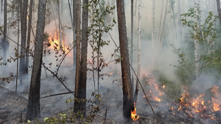 Kebakaran Bukit Mata Kucing Lima Hari, Pemadam Kesulitan Padamkan Api di Bukit ‎