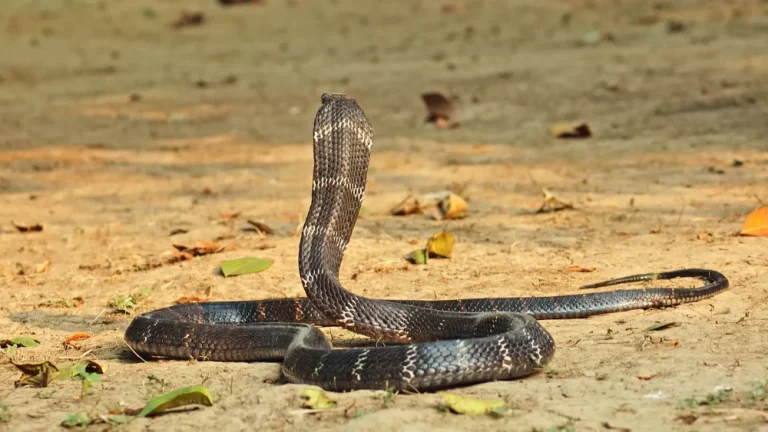 India Sumbang Hampir Separuh Kematian Akibat Gigitan Ular di Dunia