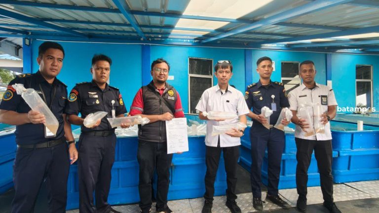 Bea Cukai Batam Gagalkan Pengiriman 231.130 Ekor Benih Lobster di Perairan Lingga, Hendak Dikirim ke Luar Negeri