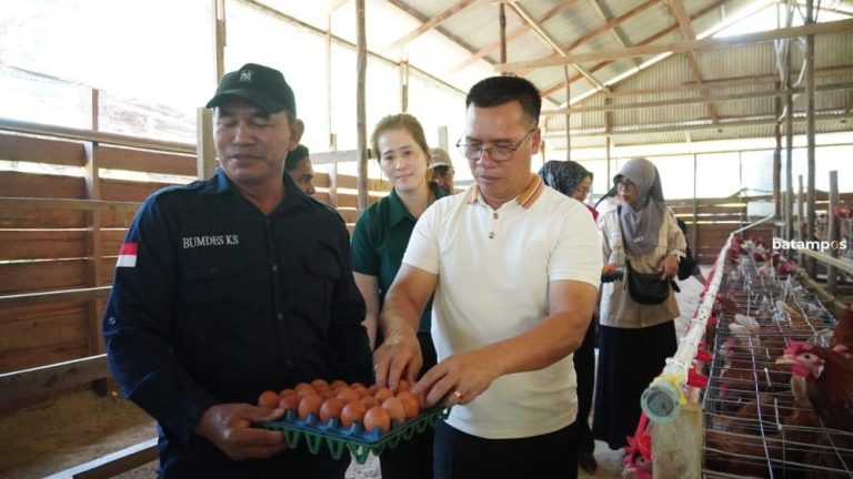 Panen Telur Lokal Anambas Awal Putus Ketergantungan Pasokan Luar