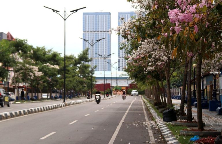 Saat Tabebuya Mekar di Batam: Bunga Sakura Tropis yang Membuat Kota Mendadak Romantis ‎