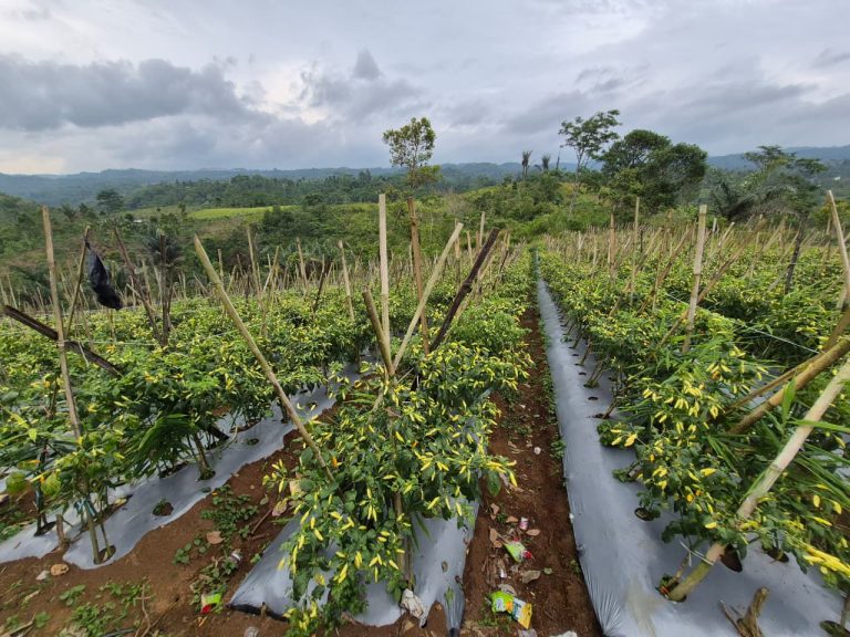 Harga Cabai Mulai Turun, Pasokan Melimpah Disambut Positif Masyarakat