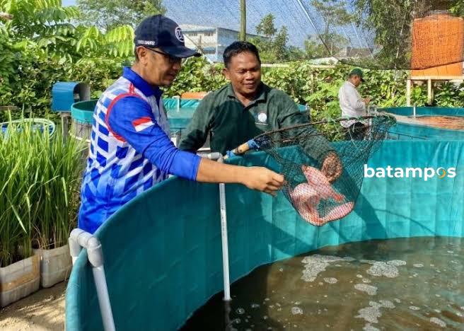 Genjot Produksi Ikan Air Tawar, Pemko Batam Siapkan 96 Bantuan Bioflok