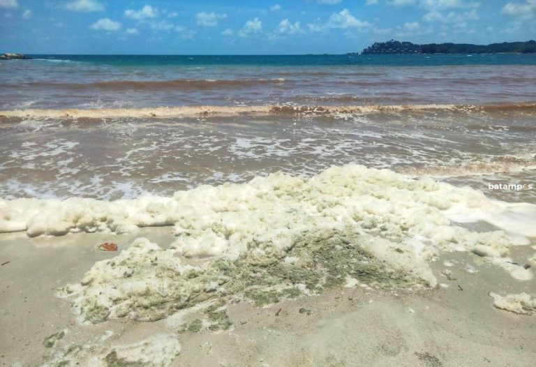Temuan Zat Hijau Berbuih di Pantai Lagoi, DLH Bintan: Bertekstur Halus dan Berbau Alga