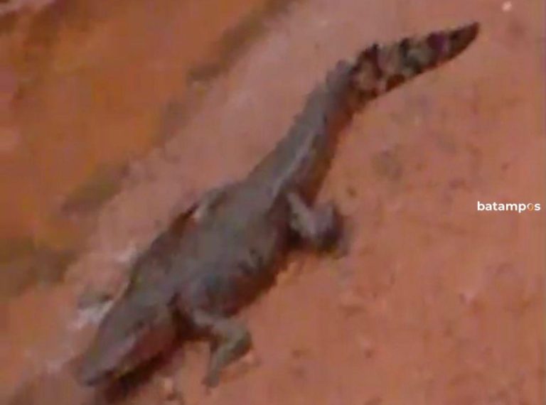 Video Penampakan Buaya di Parit Tanjunguban Bintan Viral, Warga Resah