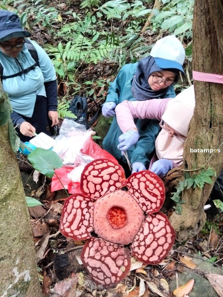 Peneliti IPB Ambil 12 Sampel DNA Rafflesia Anambas, Diduga Bukan Jenis Hasselti