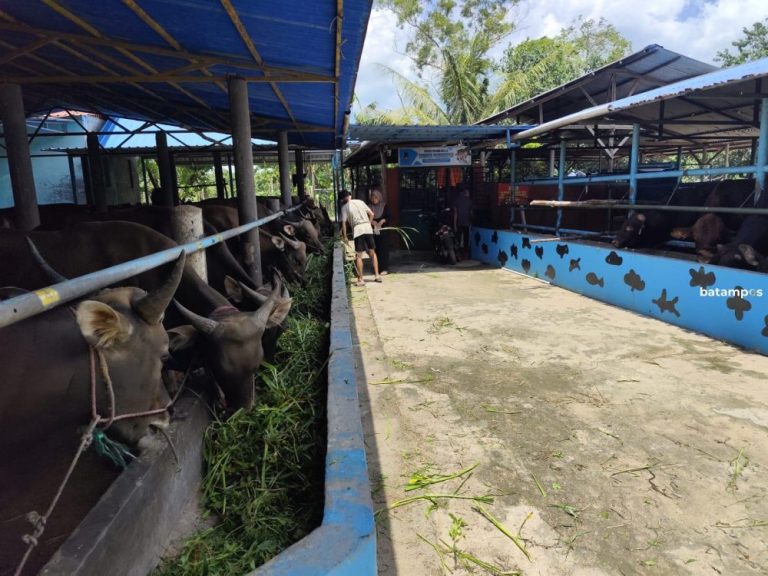 Harga Naik, Permintaan Sapi Kurban di Tanjungpinang Tetap Tinggi