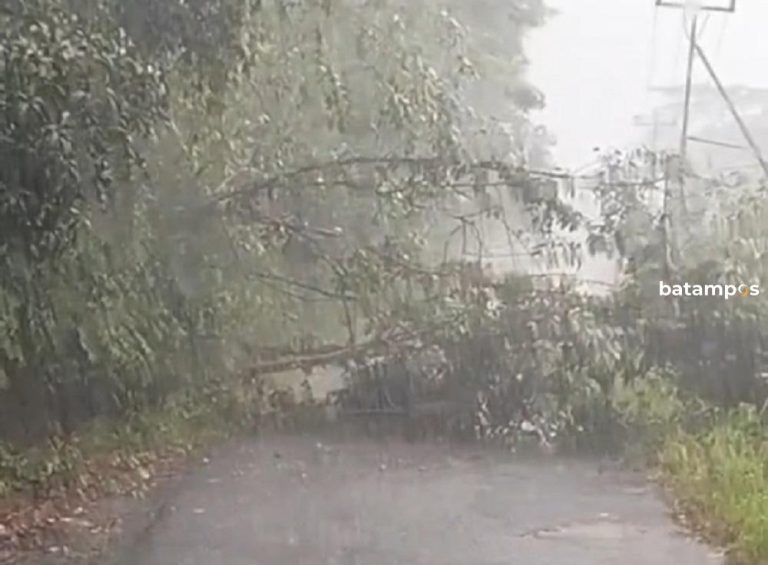 Pohon Tumbang Tutupi Jalan di Singkep Barat, Akses Warga Terganggu
