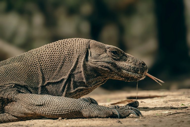 Kunjungan ke Taman Nasional Komodo Dibatasi Mulai April 2026, Wajib Beli Tiket Online