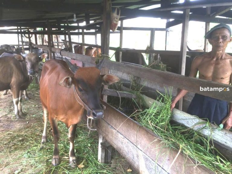 Stok Hewan Kurban di Karimun Aman, Dispan Pastikan Layak Konsumsi