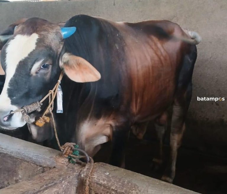 Karimun Dapat Bantuan Sapi Kurban Presiden Total 1 Ton untuk Iduladha