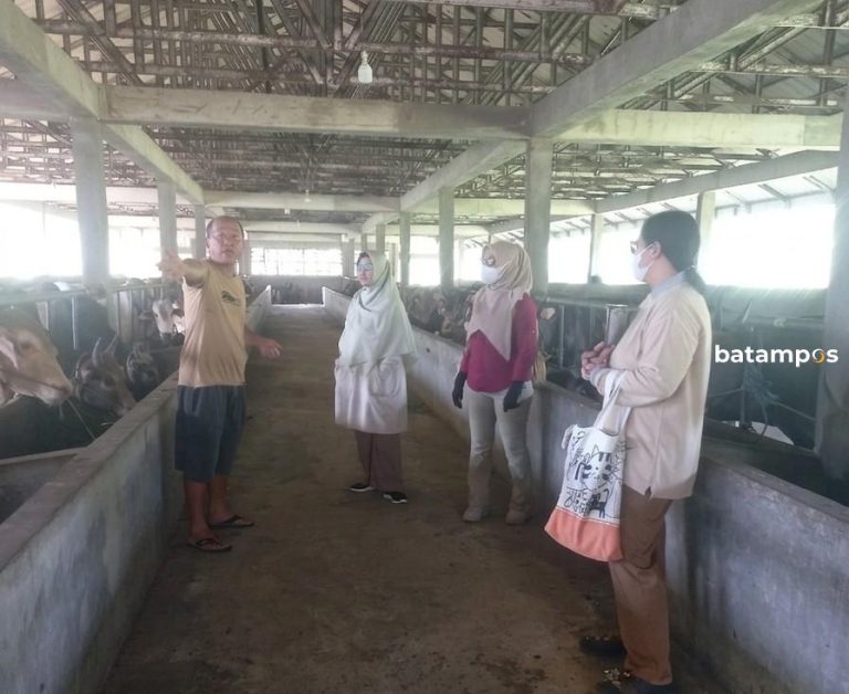 173 Ekor Sapi Kurban Masuk Karimun, Penjualan Turun 20 Persen