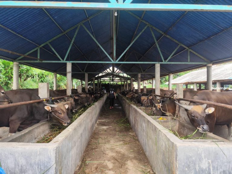 Pemprov Kepri Jamin Ketersediaan Sapi Kurban untuk Iduladha, Stok 7 Ribu Ekor