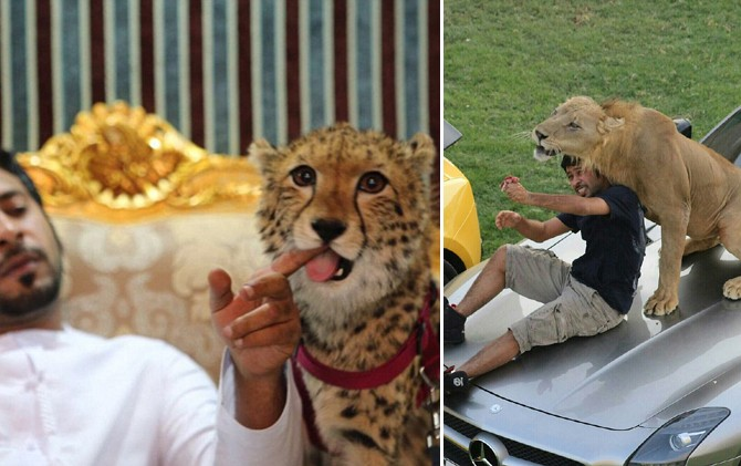 650 Koleksi 5 Gambar Hewan Langkah HD