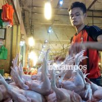 Harga Ayam Potong Naik_Dalil Harahap