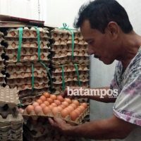 Harga Telur Naik_Dalil Harahap